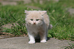 German Longhair Kitten