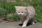 German Longhair Kitten