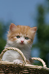 German Longhair Kitten