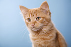 German Longhair Portrait