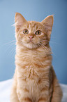 German Longhair Portrait