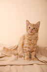 German Longhair kitten