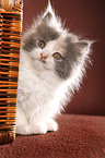 German Longhair kitten