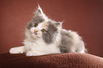 German Longhair kitten