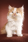 German Longhair kitten