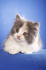 German Longhair kitten