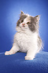 German Longhair kitten