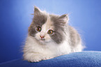 German Longhair kitten