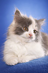 German Longhair kitten