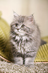 German Longhair Kitten