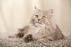 lying German Longhair Cat