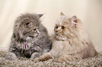 2 German Longhair Cats