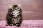 German Longhair Kitten