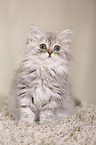 German Longhair Kitten