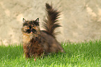 German Longhair Cat