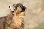 German Longhair Cat Portrait