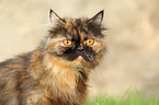 German Longhair Cat Portrait