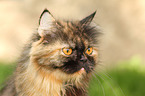 German Longhair Cat Portrait