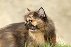 mewing German Longhair Cat