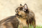 German Longhair Cat Portrait