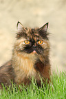 sitting German Longhair Cat