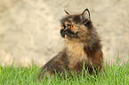 sitting German Longhair Cat