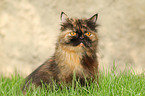 sitting German Longhair Cat