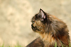 German Longhair Cat Portrait