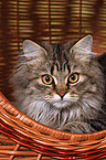 German Longhair Cat Portrait