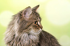 German Longhair Cat Portrait