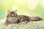 lying German Longhair Cat