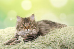 lying German Longhair Cat