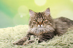 lying German Longhair Cat