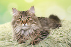 lying German Longhair Cat