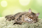 lying German Longhair Cat