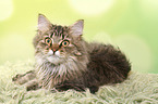 lying German Longhair Cat