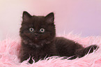 lying German Longhair Kitten