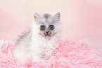 sitting German Longhair Kitten