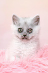 sitting German Longhair Kitten