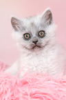 sitting German Longhair Kitten