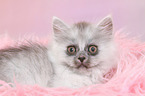 lying German Longhair Kitten