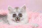 lying German Longhair Kitten