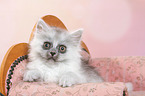 lying German Longhair Kitten