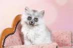 sitting German Longhair Kitten