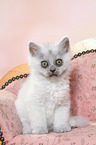 sitting German Longhair Kitten