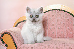 sitting German Longhair Kitten