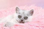 lying German Longhair Kitten