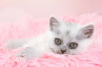 lying German Longhair Kitten