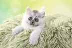 lying German Longhair Kitten