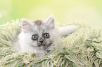 lying German Longhair Kitten